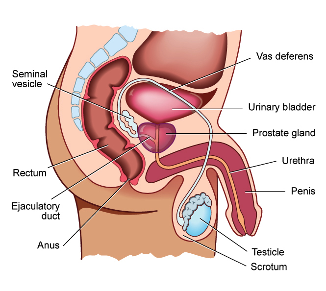 ĐIều trị nộI tiết trong ung thư tiền liệt tuyến di căn