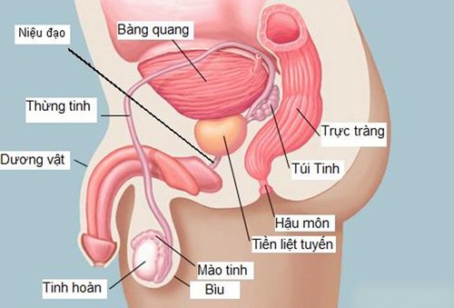 Về ung thư tuyến tiền liệt